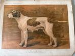 Oude prent van jachthond - 1886, Ophalen of Verzenden