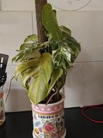 . Monstera variegated incl. Pot, Huis en Inrichting, Ophalen, Overige soorten, Halfschaduw, In pot