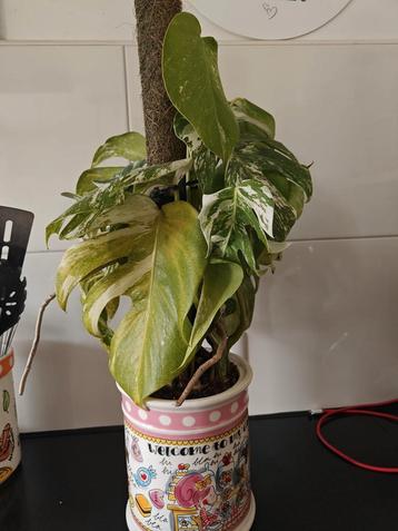 . Monstera variegated incl. Pot beschikbaar voor biedingen