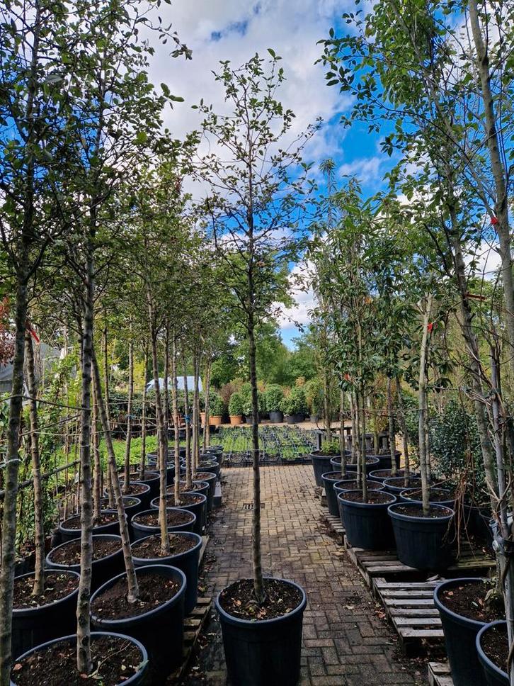 Grote Bomen - Direct Leverbaar!, Tuin en Terras, Planten | Bomen, Overige soorten, Volle zon, In pot, Ophalen