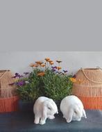 Nhd Nederlandse hangoor dwerg Nederlandse hangoordwerg wit, Mannelijk, Dwerg, Hangoor