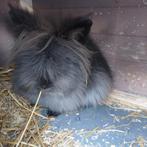 Zwarte ram, konijn. Lekker fluffy, Dieren en Toebehoren