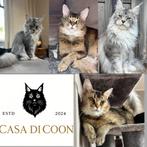 Reeds geboren • Maine Coon kittens♥️🐾, Meerdere dieren, Gechipt, 0 tot 2 jaar