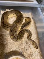 Collectie ball pythons . LAATSTE KANS !!!, Dieren en Toebehoren, Reptielen en Amfibieën, Slang, 0 tot 2 jaar