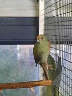 Kakariki pop ruilen, Vrouwelijk, Parkiet