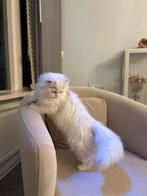 Britse langhaar katertje. Silver NS12. Kampioen Viva Vogue, Dieren en Toebehoren, Katten en Kittens | Dekkaters, 0 tot 2 jaar
