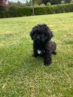Maltipoo (Maltezer x Poedel) pups, Poedel, Nederland, CDV (hondenziekte), 8 tot 15 weken