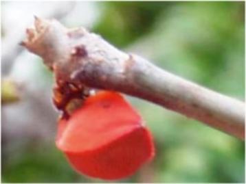 Caudex plant Bursera Fagaroides uit Mexico 120 cm hoog. beschikbaar voor biedingen