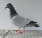 Kleurpostduif kleurpostduiven postduif  kleurduif sierduif, Dieren en Toebehoren, Vogels | Duiven, Vrouwelijk, Postduif