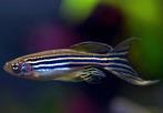 Zebra Danio Longfin - Brachydanio rerio - Koidreams Valburg