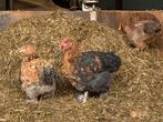 3 kippen hennen, Dieren en Toebehoren, Pluimvee, Geslacht onbekend, Kip