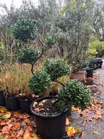 Ilex crenata bonsai – prachtig gesnoeid (140 cm), Tuin en Terras, Planten | Bomen, Ophalen, Bloeit niet, Overige soorten, Minder dan 100 cm