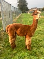 alpaca dekhengst meerdere kleuren, Mei, Mannelijk