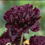 Papaver “Black peony” zaden, Ophalen of Verzenden, Volle zon