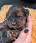 Cockapoo pups, Overige rassen, CDV (hondenziekte), 8 tot 15 weken, Teef