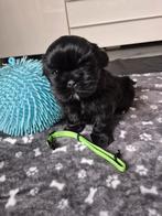 Nog 1 mooi shih tzu puppy, reutje, Dieren en Toebehoren, Honden | Chihuahua's en Gezelschapshonden, Parvo, Overige rassen, 8 tot 15 weken