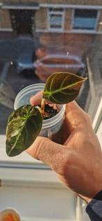 Alocasia black velvet pink van knol, Ophalen of Verzenden, Overige soorten, Minder dan 100 cm