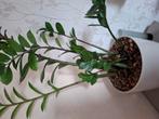 Zamiogucal plant., Ophalen of Verzenden, Halfschaduw, Minder dan 100 cm