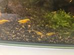 Yellow strip garnalen AANBIEDING, Dieren en Toebehoren, Vissen | Aquariumvissen, Kreeft, Krab of Garnaal