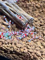 Crystal red ( prl), Dieren en Toebehoren, Vissen | Aquariumvissen, Kreeft, Krab of Garnaal