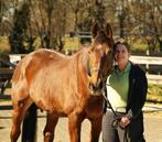 Verzorgpaard gezocht, Dieren en Toebehoren, Paarden en Pony's | Verzorgingsproducten, Ophalen of Verzenden