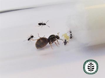 LASIUS NIGER | ZWARTE WEGMIER MET 11-20 WERKSTERS beschikbaar voor biedingen