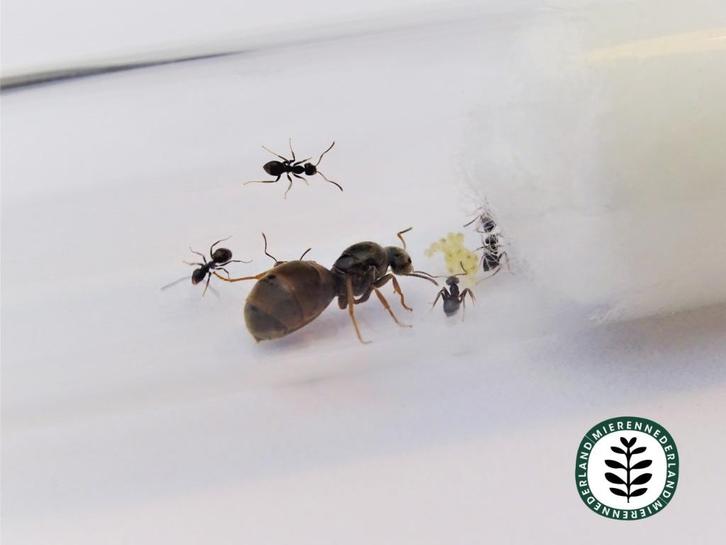 LASIUS NIGER | ZWARTE WEGMIER MET 11-20 WERKSTERS, Dieren en Toebehoren, Insecten en Spinnen, Mieren