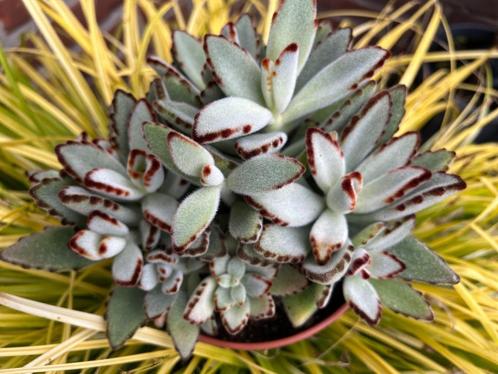 Pandaplant stekje, Huis en Inrichting, Kamerplanten, Vetplant, Minder dan 100 cm, Groene kamerplant, Halfschaduw, Ophalen of Verzenden