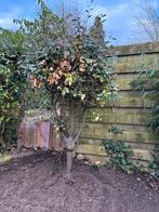 Olijfwilg, Bloeit niet, 100 tot 250 cm, Olijfboom, Ophalen