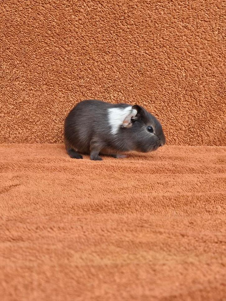 Blauw tan bont gladhaar beertje grijs bijzonder apart tam, Dieren en Toebehoren, Knaagdieren, Mannelijk, Cavia, November, Tam