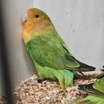 Langbevederde roseicollis, Dieren en Toebehoren, Geslacht onbekend, Dwergpapegaai of Agapornis, Geringd