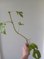Monstera minima, Ophalen, Overige soorten, Minder dan 100 cm