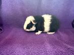 Jonge zwart bont US Teddy beer., Juli, Mannelijk, Cavia
