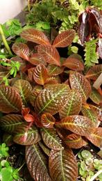 Hoffmannia refulgens Mexico prachtig gegroefd blad tropisch, Ophalen of Verzenden, Overige soorten, Minder dan 100 cm