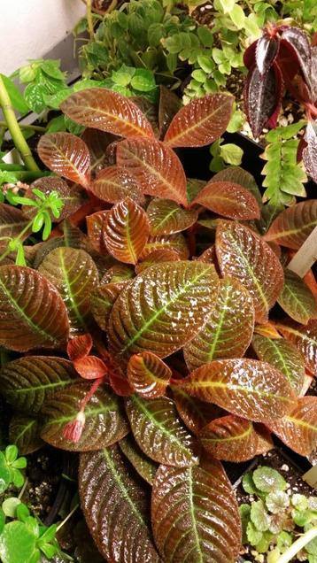 Hoffmannia refulgens Mexico prachtig gegroefd blad tropisch beschikbaar voor biedingen