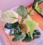 Anubias Barteri Variegata, Ophalen, Plant(en), Steen of Hout