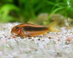 Corydoras sp. CW010 Red Laser aquariumvis, Vis