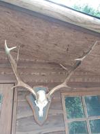 Zeer groot gewei damhert stangen hert trofee landelijk, Ophalen of Verzenden, 1940 tot 1960, Hond of Kat