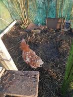 Kippen leghen isa brown, Vrouwelijk, Kip