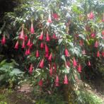 Brugmansia saguinea hot red zaden, Ophalen of Verzenden, Gehele jaar, Halfschaduw, Zaad
