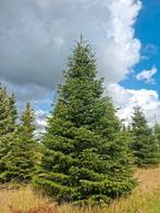 Nordmann kerstbomen  te koop 5-8 meter .groot aanbod., Tuin en Terras, Ophalen, Volle zon, Overige soorten
