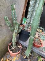 Cactussen te koop!, Tuin en Terras, Ophalen, Overige soorten, Volle zon