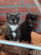 Kittens, Dieren en Toebehoren, Katten en Kittens | Overige Katten, Meerdere dieren