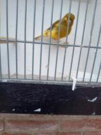 bonte kanarie man 2025, Dieren en Toebehoren, Vogels | Kanaries, Mannelijk, Kleurkanarie