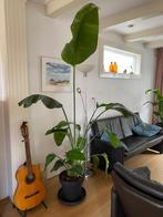 Tk Kamerplant Strelitzia-Nicolai, Huis en Inrichting, Kamerplanten, Ophalen, 200 cm of meer, Overige soorten, Halfschaduw