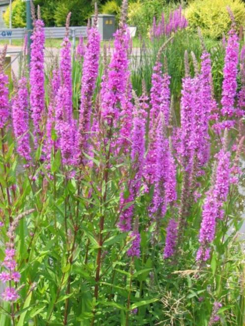 Grote Kattenstaart ( inheemse plant ), Tuin en Terras, Planten | Tuinplanten, Vaste plant, Overige soorten, Volle zon, Zomer, Ophalen