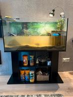 Muskus schildpadden, Dieren en Toebehoren, Vissen | Aquaria en Toebehoren, Verzenden, Zo goed als nieuw