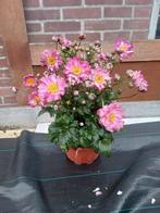 Annemoon, Ophalen of Verzenden, Overige soorten, Volle zon