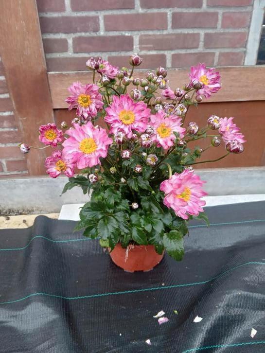 Annemoon, Tuin en Terras, Planten | Tuinplanten, Overige soorten, Volle zon, Ophalen of Verzenden