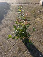 Viburnum Tinus - Sneeuwbalstruik, Vaste plant, Halfschaduw, Winter, Ophalen